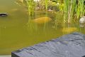 Treppe am Teich aus Schiefer schwarz
